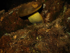 Retiboletus flavoniger