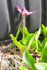 Primula frigida