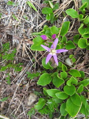 Primula frigida