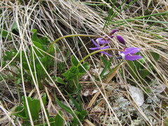 Primula frigida