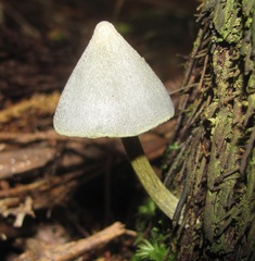 Entoloma canoconicum