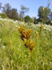 Carex bicknellii