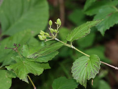 Viburnum bracteatum
