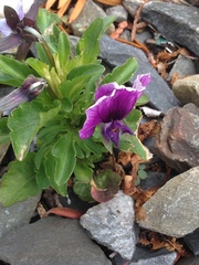 Viola × wittrockiana