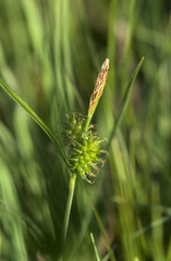 Carex flava