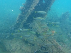 Selar crumenophthalmus