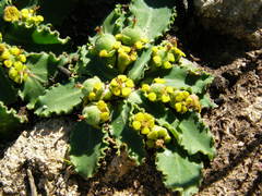 Euphorbia tuberosa