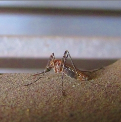 Culiseta longiareolata