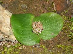 Massonia pustulata