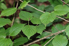 Viburnum bracteatum