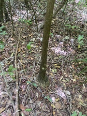 Beaucarnea recurvata