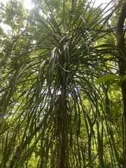 Beaucarnea recurvata