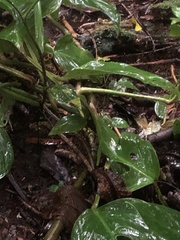 Monstera monteverdensis