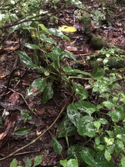 Monstera monteverdensis