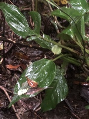 Monstera monteverdensis