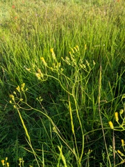 Crepis pulchra