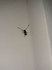 Piesocorynus plagifer