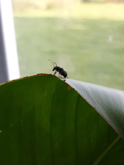 Piesocorynus plagifer