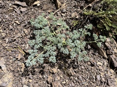 Lomatium cuspidatum