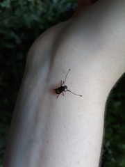 Piesocorynus plagifer