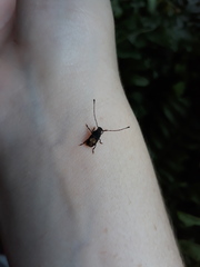 Piesocorynus plagifer