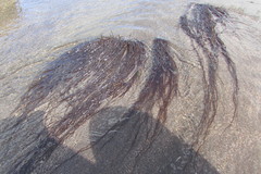 Gracilaria chilensis