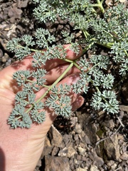 Lomatium cuspidatum
