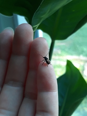 Piesocorynus plagifer