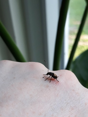 Piesocorynus plagifer