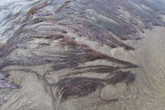 Gracilaria chilensis