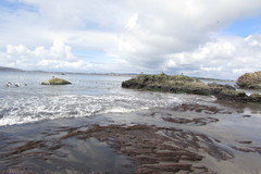 Gracilaria chilensis