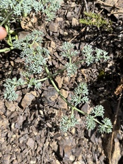 Lomatium cuspidatum