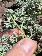 Lomatium cuspidatum