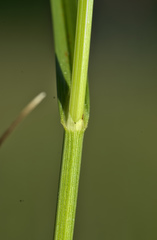 Carex disticha