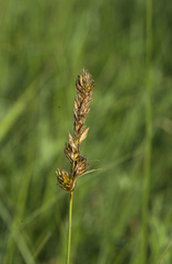 Carex disticha