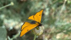 Heliothea discoidaria