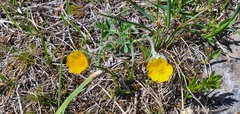 Potentilla nivea