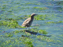 Nycticorax nycticorax obscurus