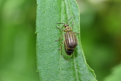 Ophraella conferta