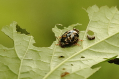 Calligrapha fulvipes