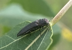 Agrilus anxius