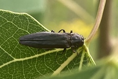Agrilus anxius