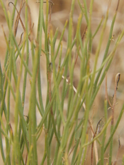 Baccharis spartioides