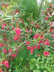 Crinodendron hookerianum