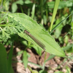 Coenagrion hastulatum