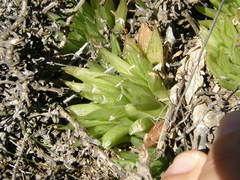 Haworthia