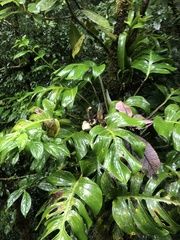 Monstera monteverdensis