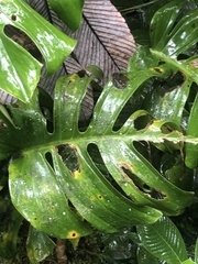 Monstera monteverdensis