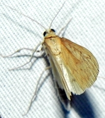 Framinghamia helvalis
