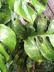 Monstera monteverdensis